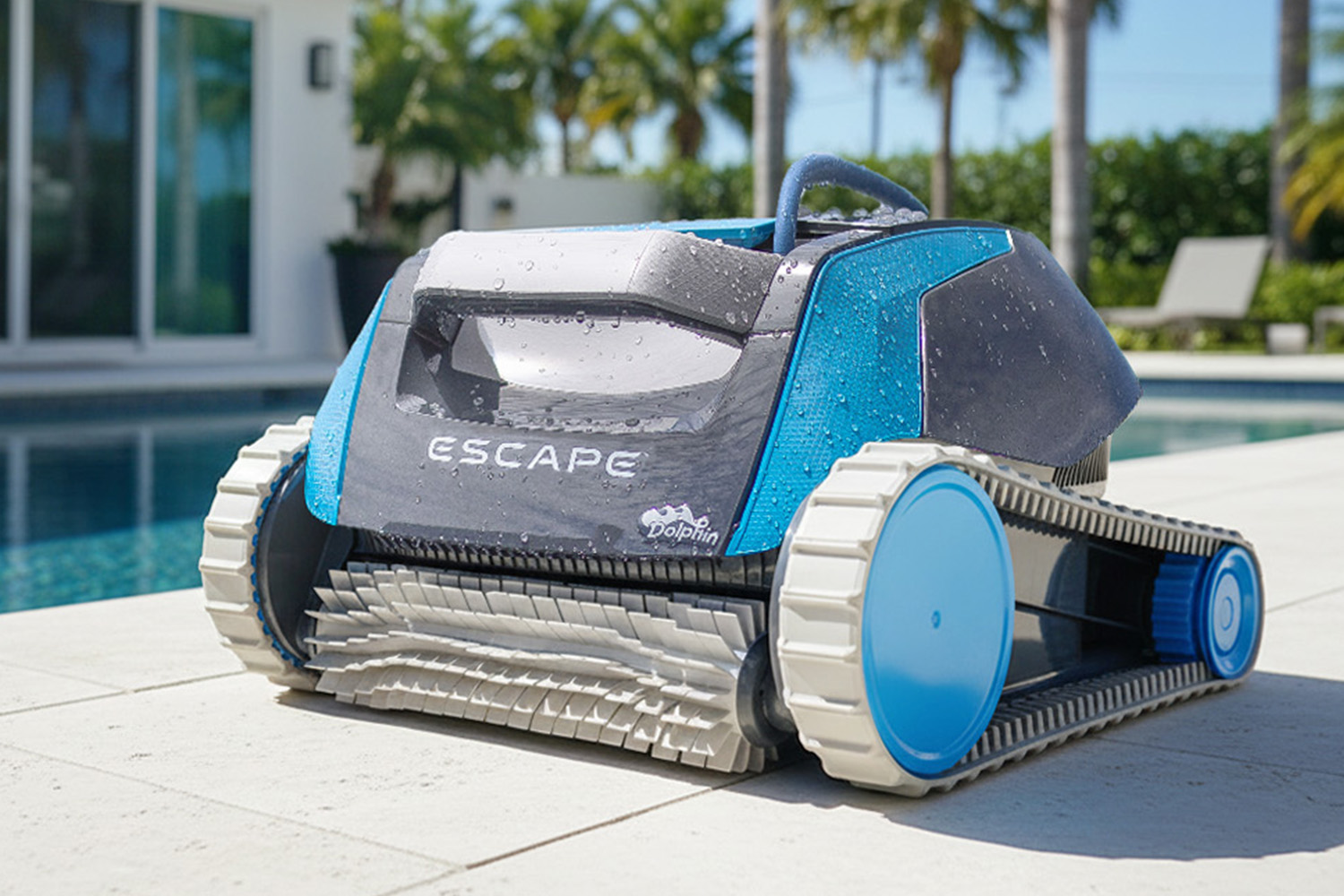 Dolphin Escape Closeup